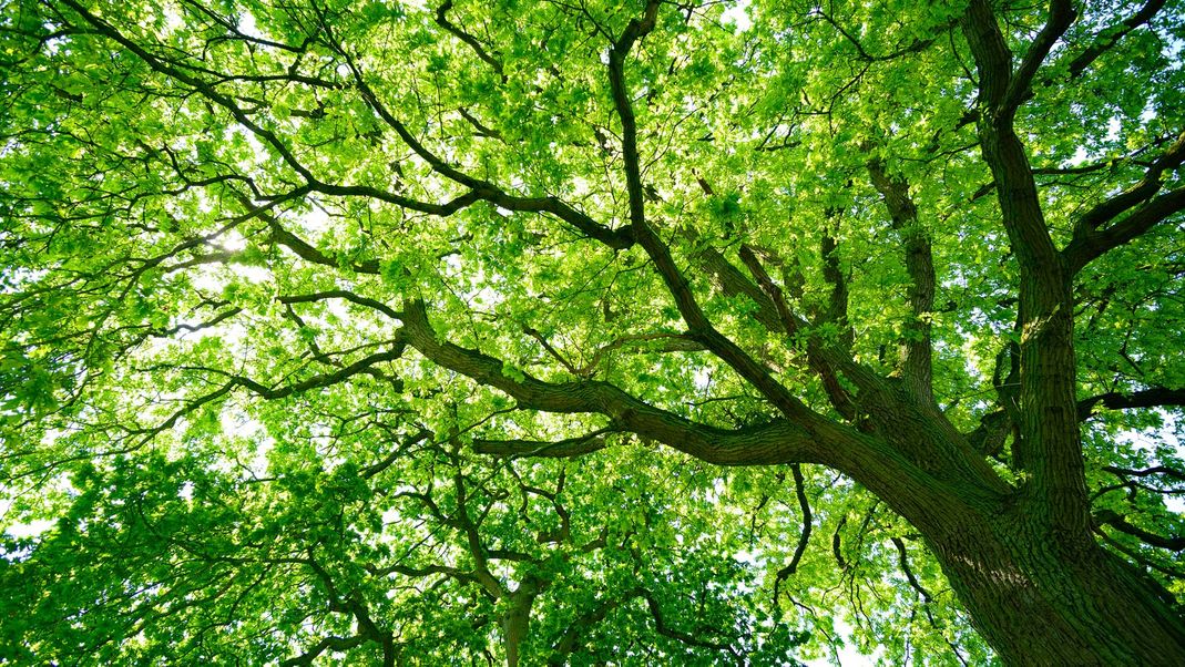 Großer Baum